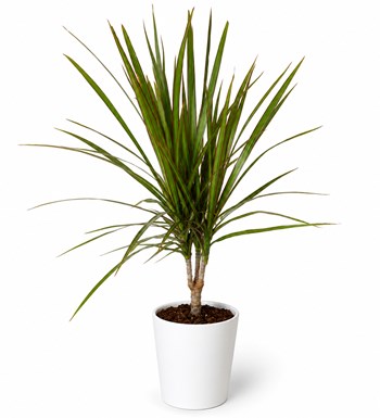Lilyana Flowers - Dracaena - Marginata Beyaz Nora