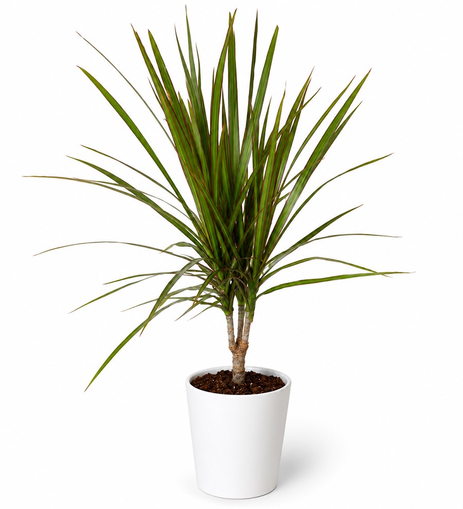 Dracaena - Marginata Beyaz Nora