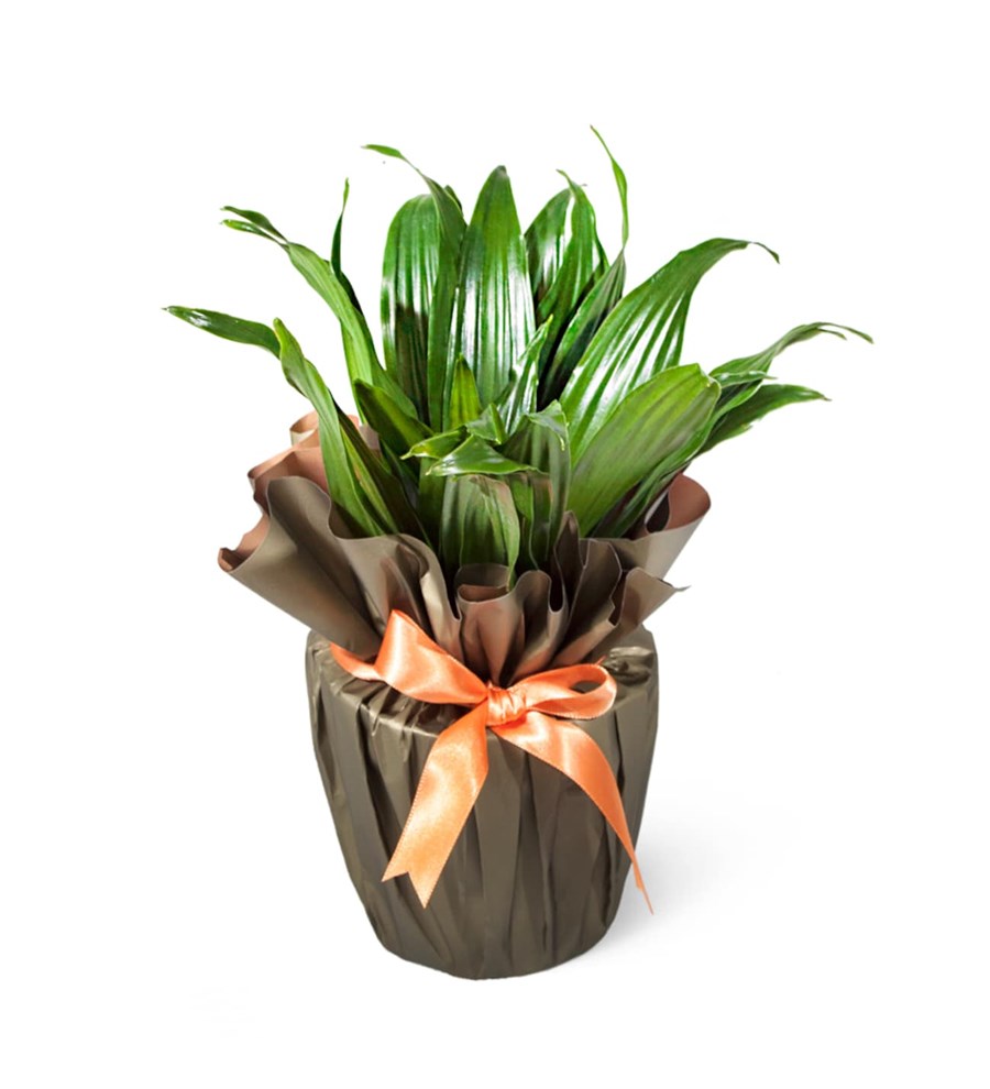 Dracaena - Compacta