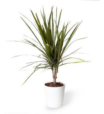 Dracaena - Marginata Beyaz Nora