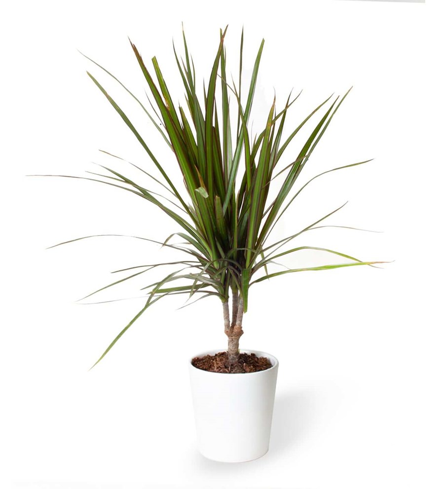 Dracaena - Marginata Beyaz Nora