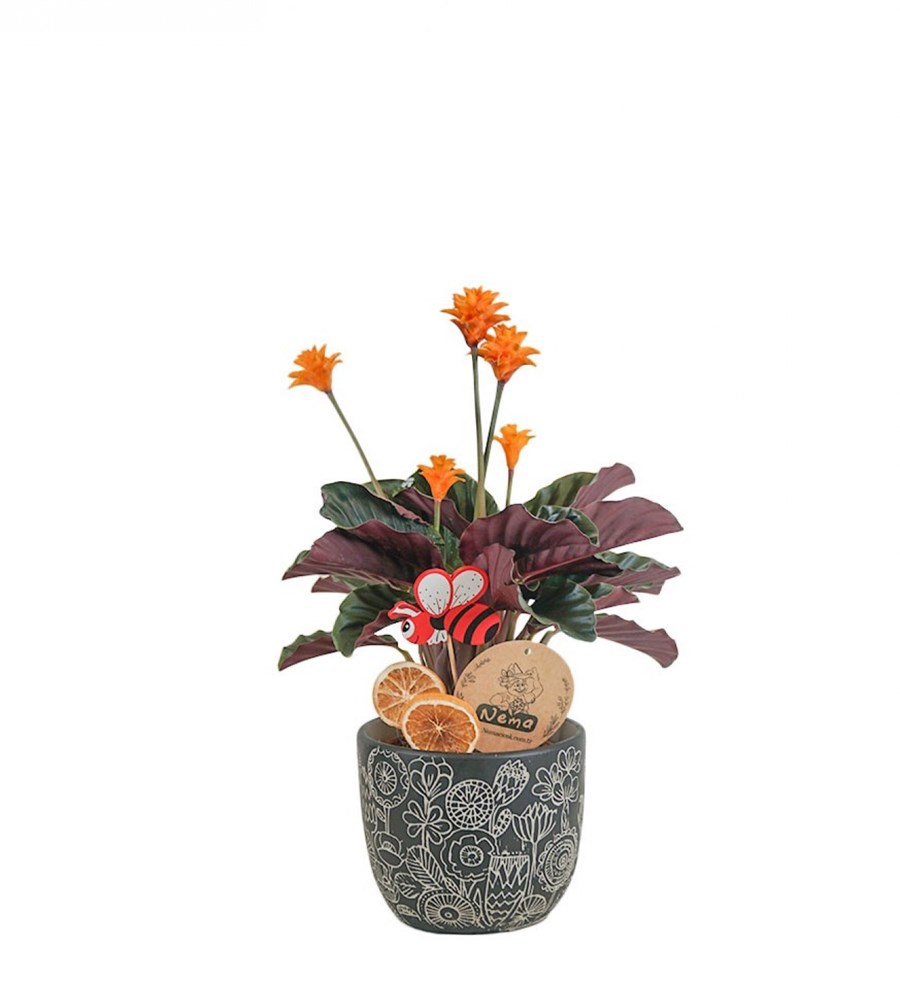 Dua Çiçeği - Calathea Crocata Siyah Anna