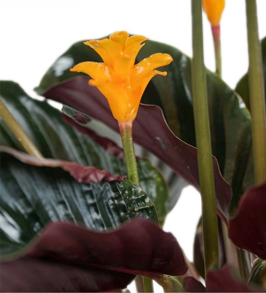 Dua Çiçeği - Calathea Crocata Siyah Anna