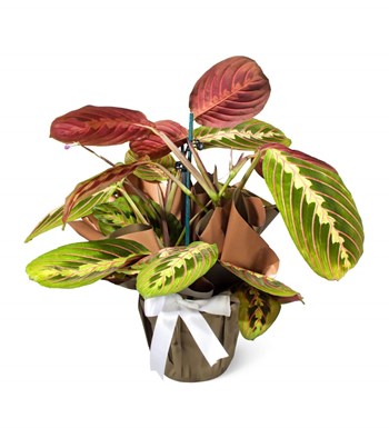 Dua Çiçeği - Maranta Leuconeura Fascinator