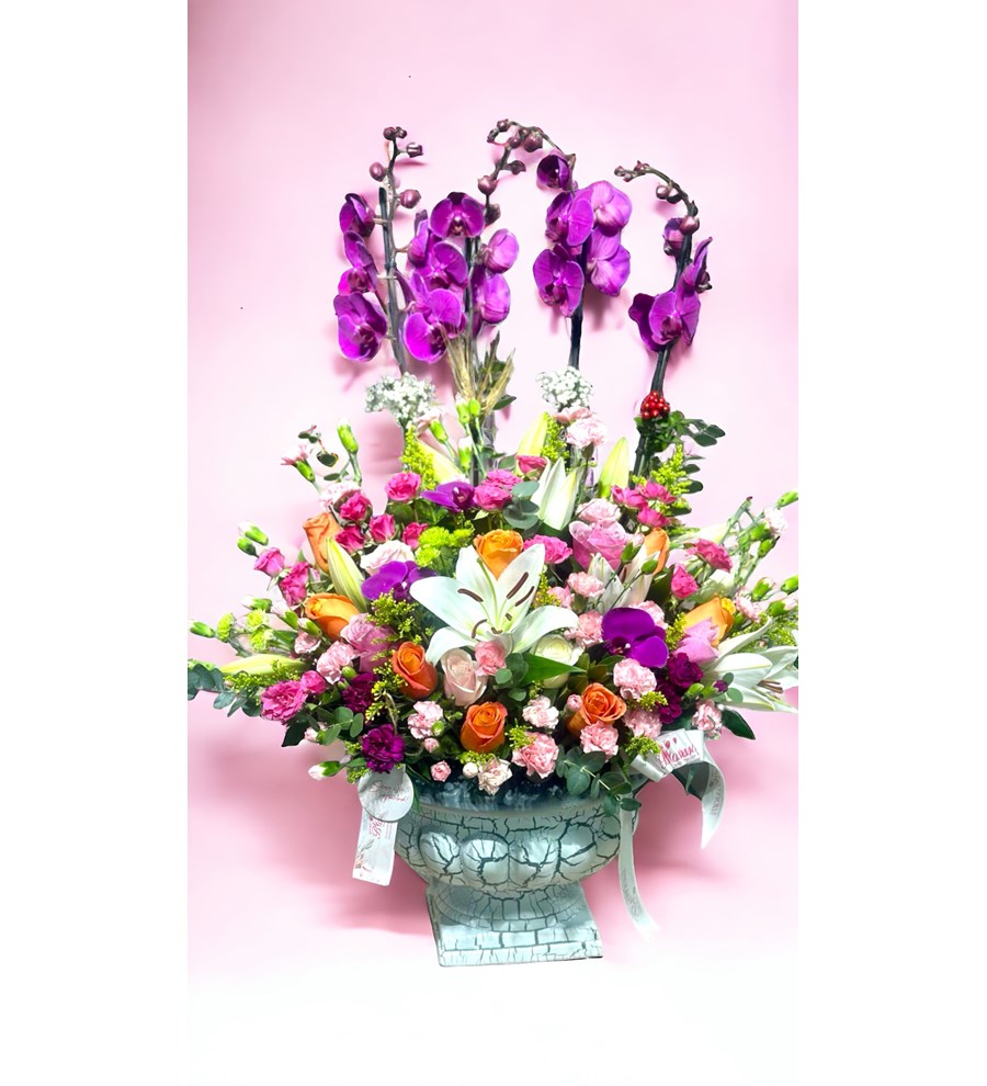 Deluxe Magic Purple Orkide