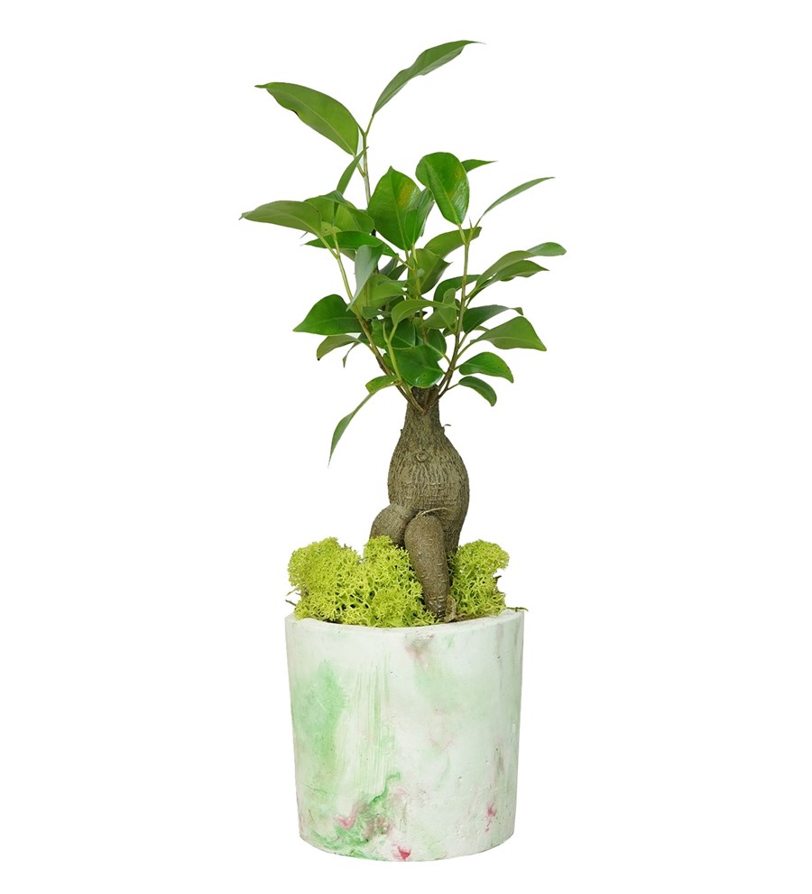 Ebruli Saksıda Ficus Ginseng Bonsai