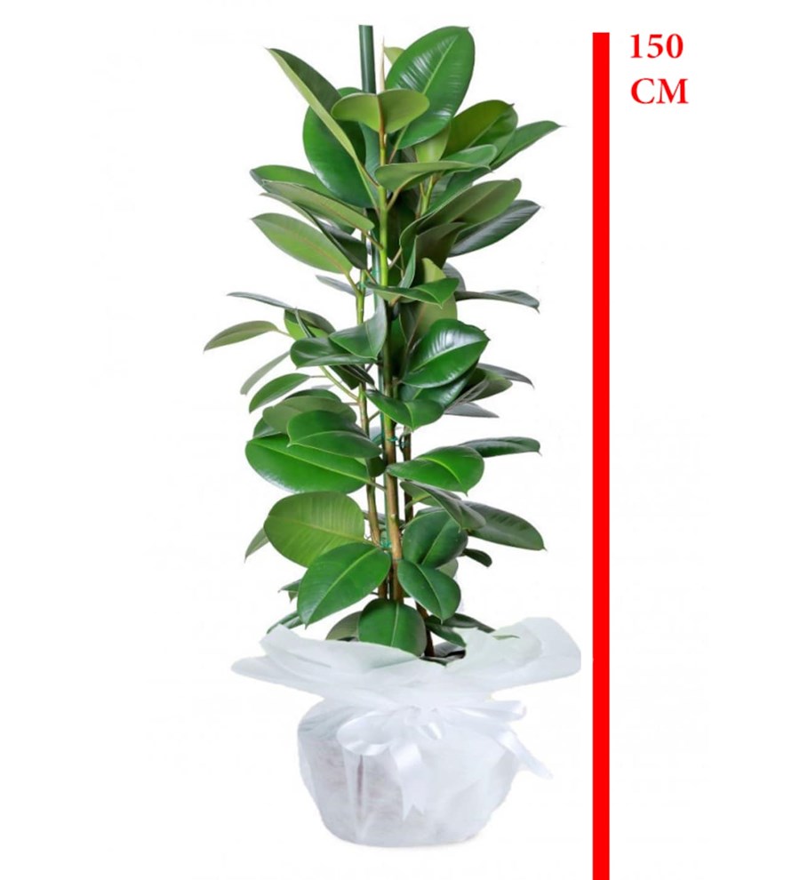 Ficus Robusta Saksı Çiçeği