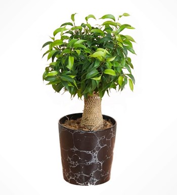 Ficus Natasja 