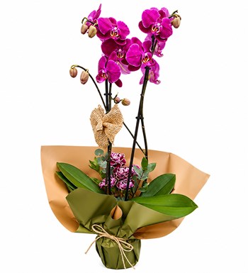 Lilyana Flowers - Fuşya Orkide - Ametist Zarafet