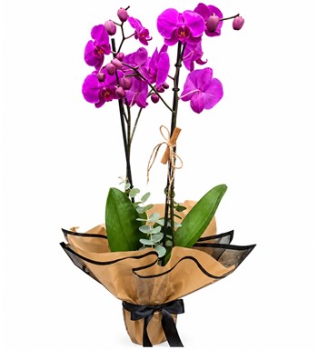 Lilyana Flowers - Fuşya Orkide - Naturel