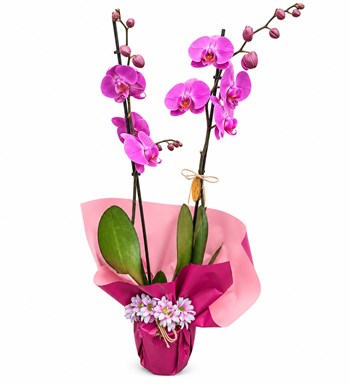 Lilyana Flowers - Fuşya Orkide - Pembe Rüya