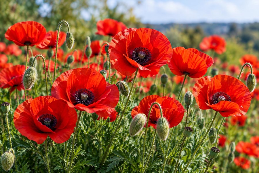 Gelincik (Poppy)