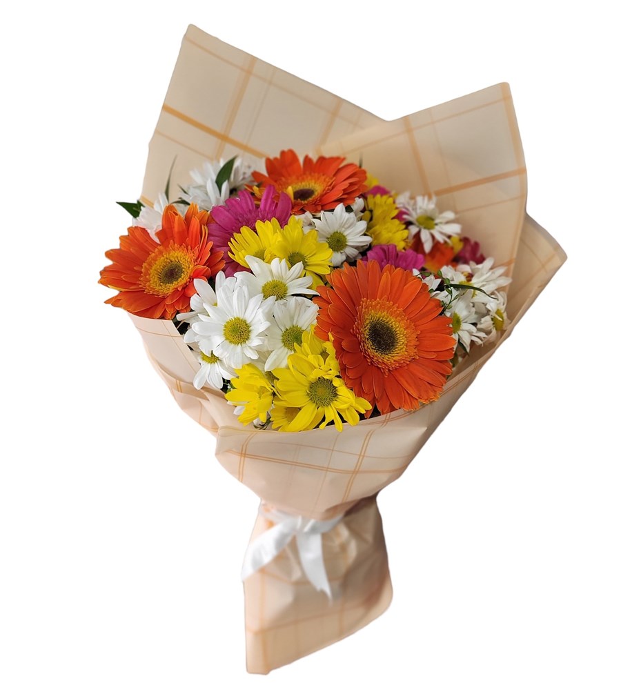 Gerbera Papatya Güzelliği