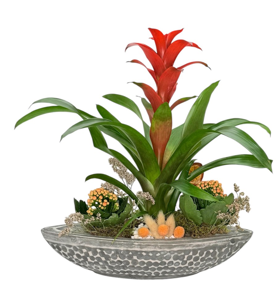 Dekoratif Saksıda Guzmania