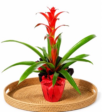 Lilyana Flowers - Guzmanya - Guzmania Cherry