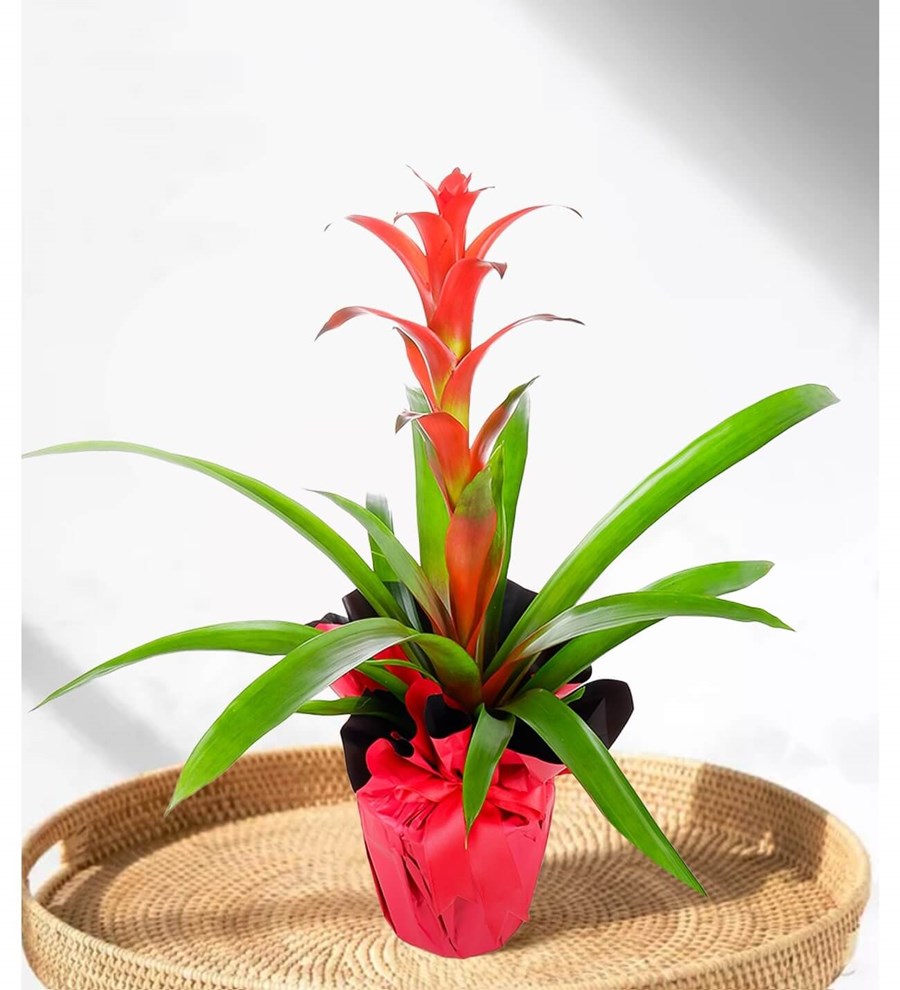 Guzmanya - Guzmania Cherry