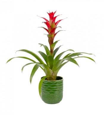 Guzmanya - Kırmızı Guzmania Yeşil Maya