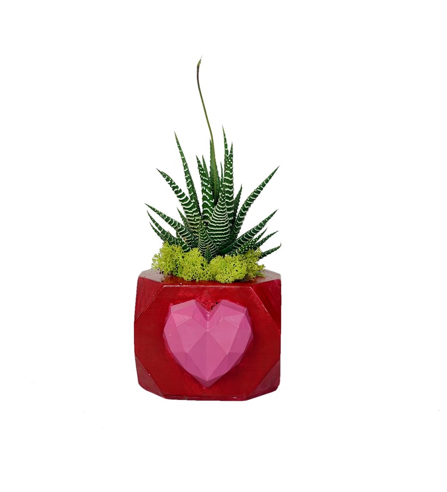 Haworthia fasciata Sukulentin İncisi