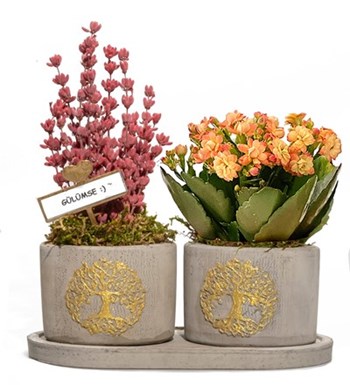 Hayat Ağacı Serisi Kalanchoe ve Lavanta