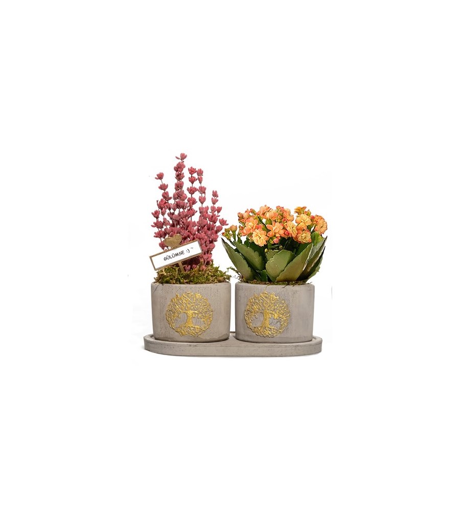 Hayat Ağacı Serisi Kalanchoe ve Lavanta