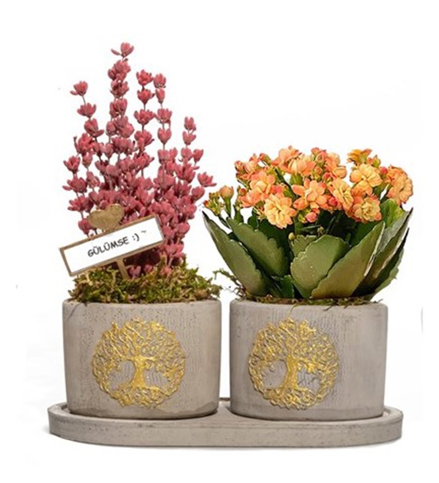 Hayat Ağacı Serisi Kalanchoe ve Lavanta