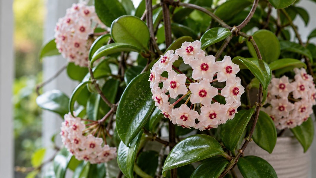 Hoya (Mum çiçeği)