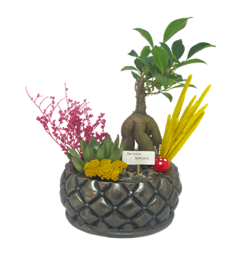 Bonsai ve Echeveria Saklı Bahçem