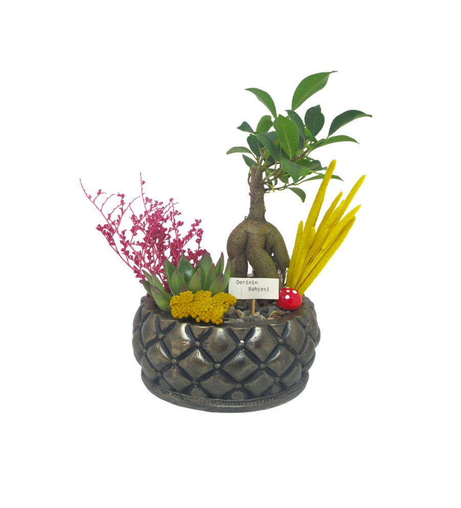 Bonsai ve Echeveria Saklı Bahçem