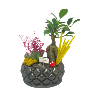 Bonsai ve Echeveria Saklı Bahçem