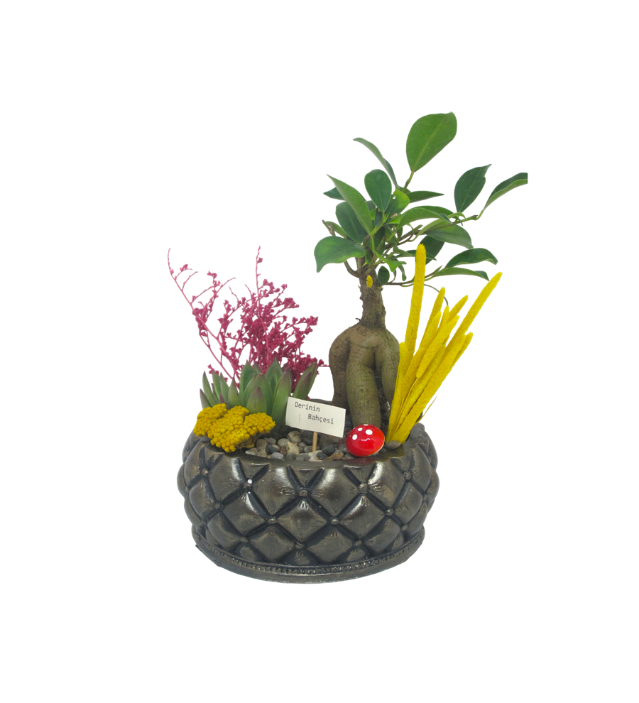 Bonsai ve Echeveria Saklı Bahçem