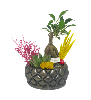 Bonsai ve Echeveria Saklı Bahçem