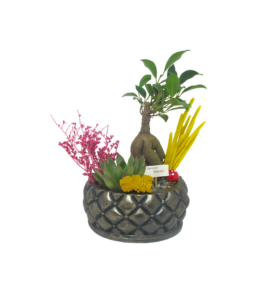 Bonsai ve Echeveria Saklı Bahçem