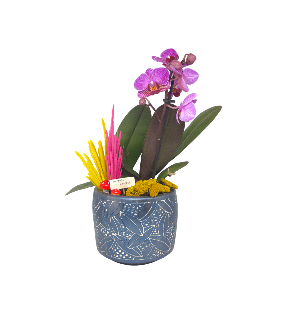 Mini Orkide Safir Saksı Seri