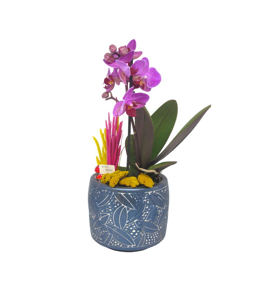 Mini Orkide Safir Saksı Seri