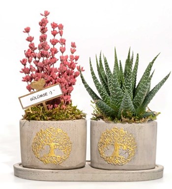 Hayat Ağacı Beton Saksıda Haworthia Ve Lavanta