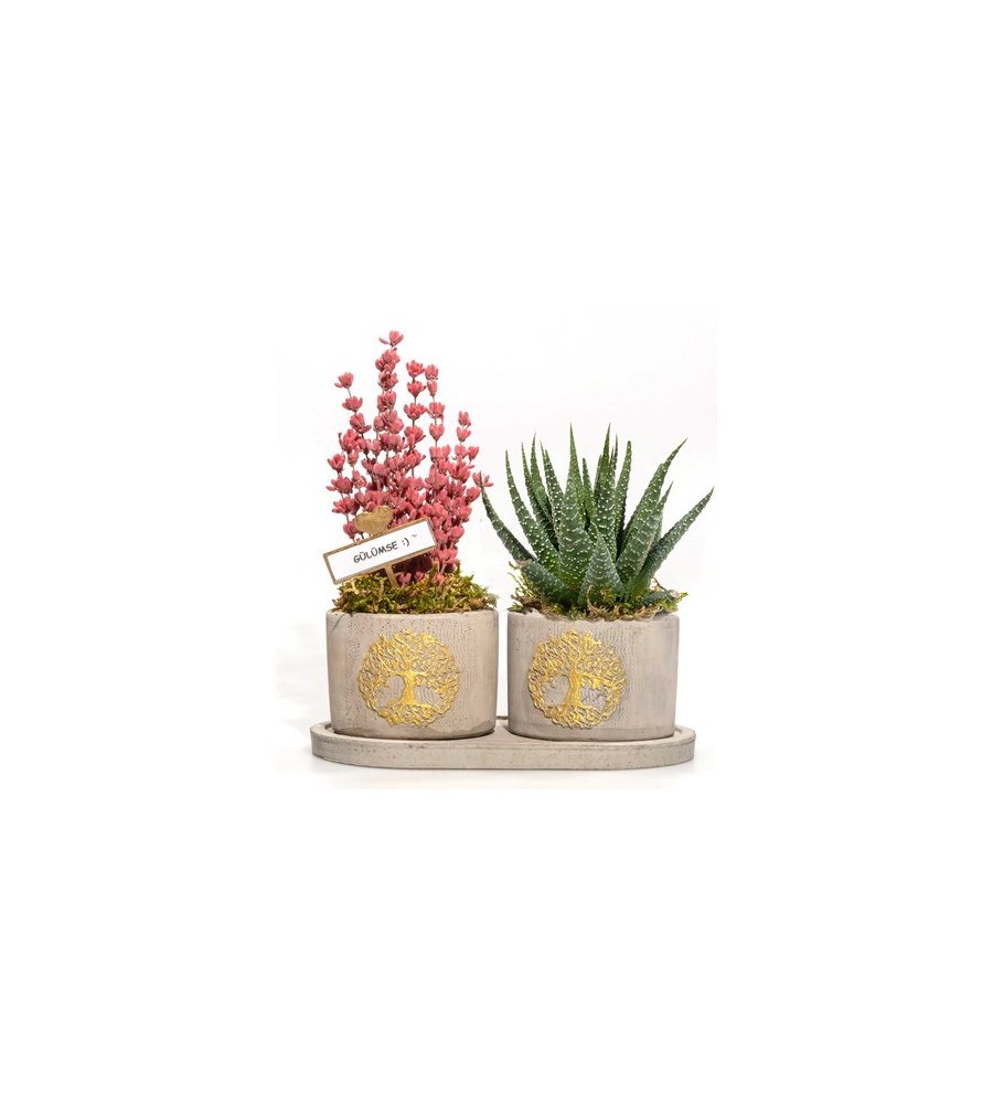 Hayat Ağacı Beton Saksıda Haworthia Ve Lavanta