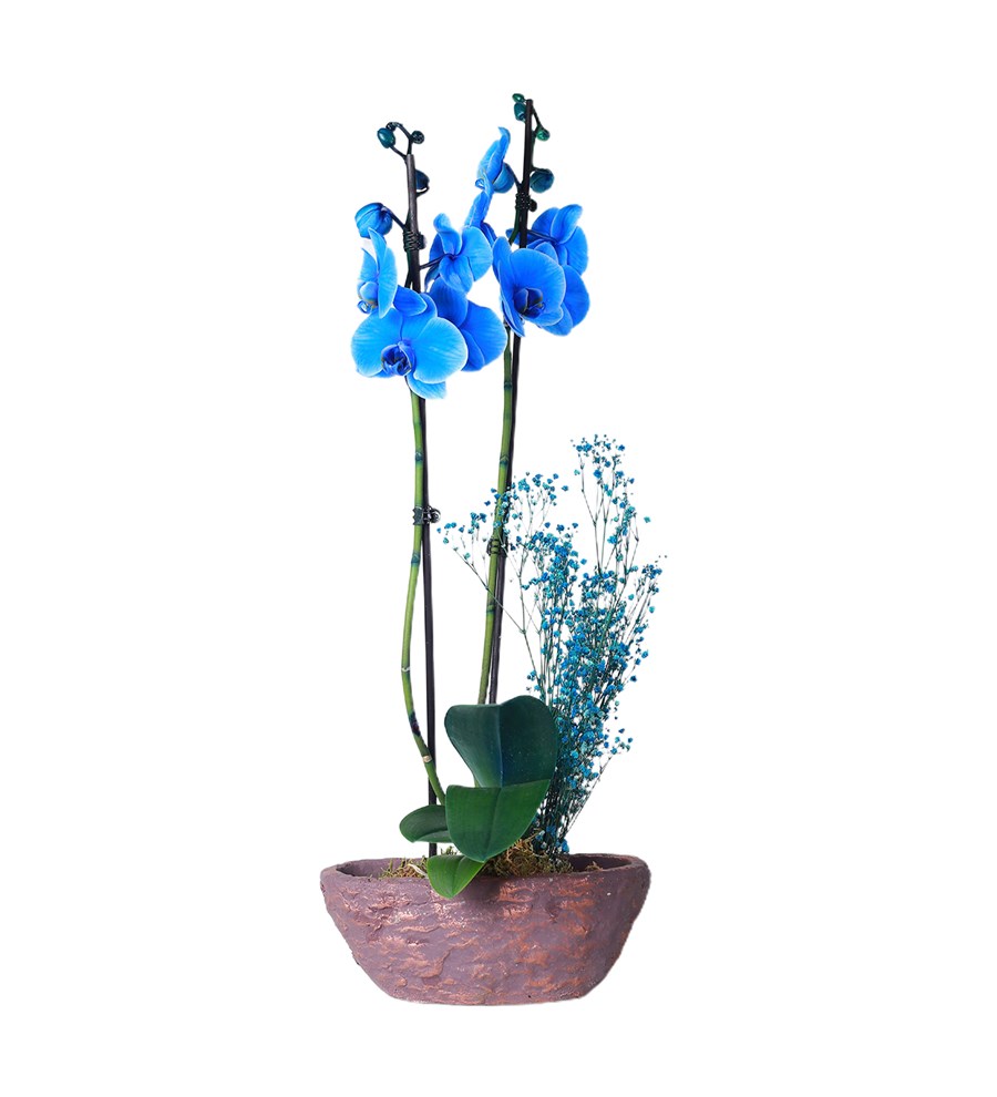 Brown Saksıda 2 Dal İthal Mavi Orkide 