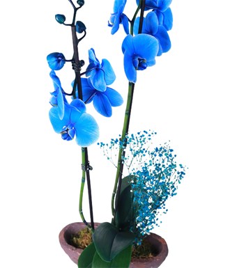 Brown Saksıda 2 Dal İthal Mavi Orkide 