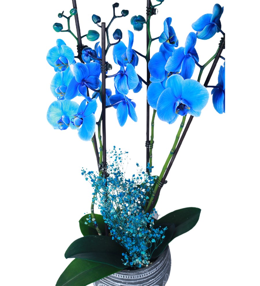 Bohem Saksıda 4 Dal İthal Mavi Orkide 