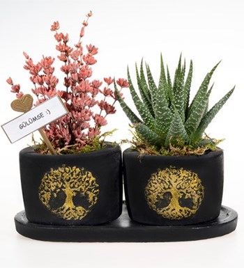 Hayat Ağacı Serisi Haworthia ve Kokulu Lavanta