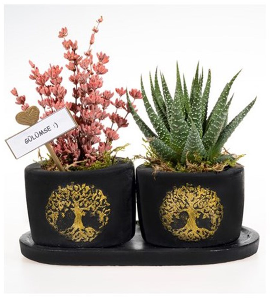 Hayat Ağacı Serisi Haworthia ve Kokulu Lavanta