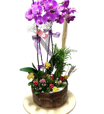 New Orchid of The New Year