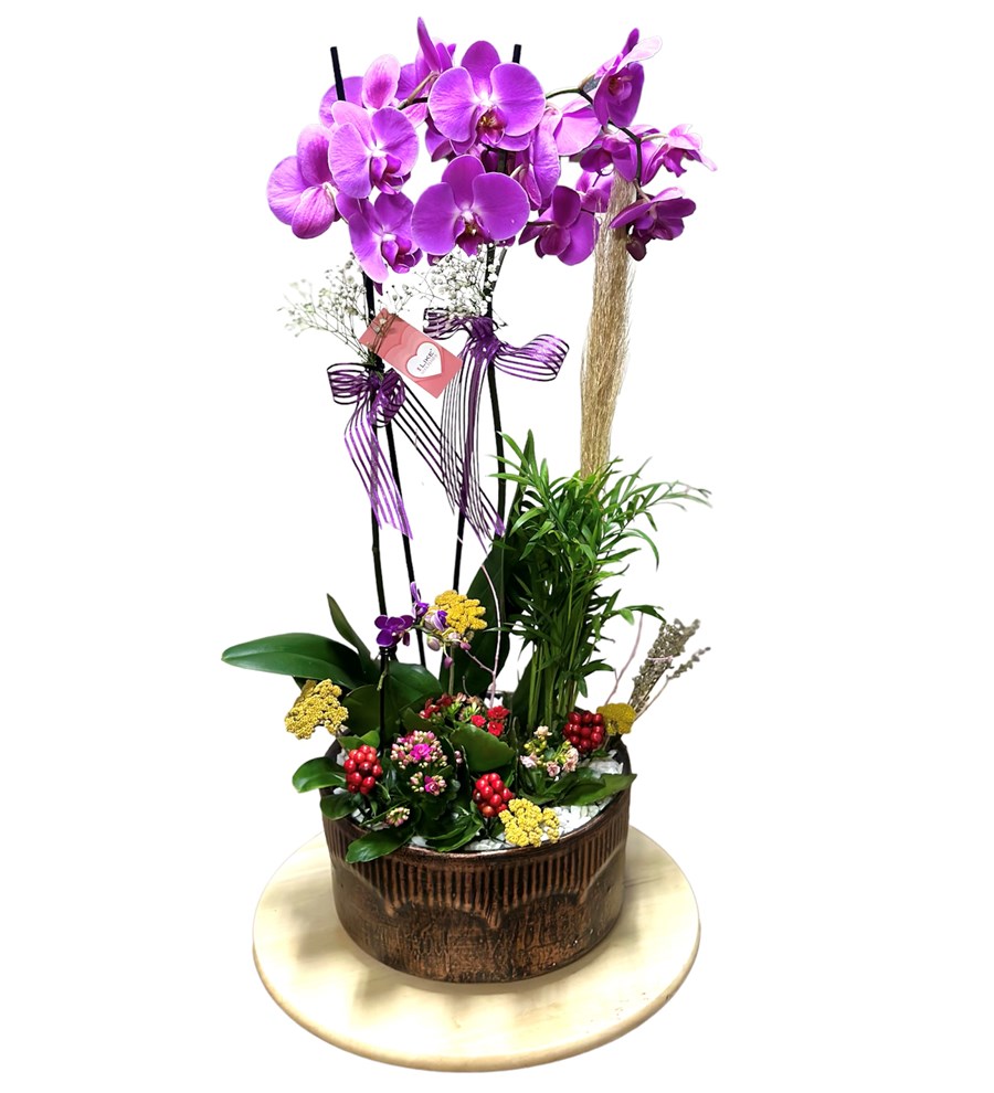 New Orchid of The New Year