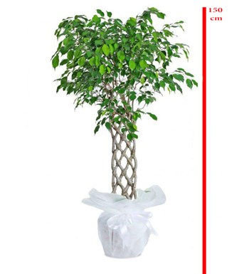 İthal Örgülü Ficus Benjamin