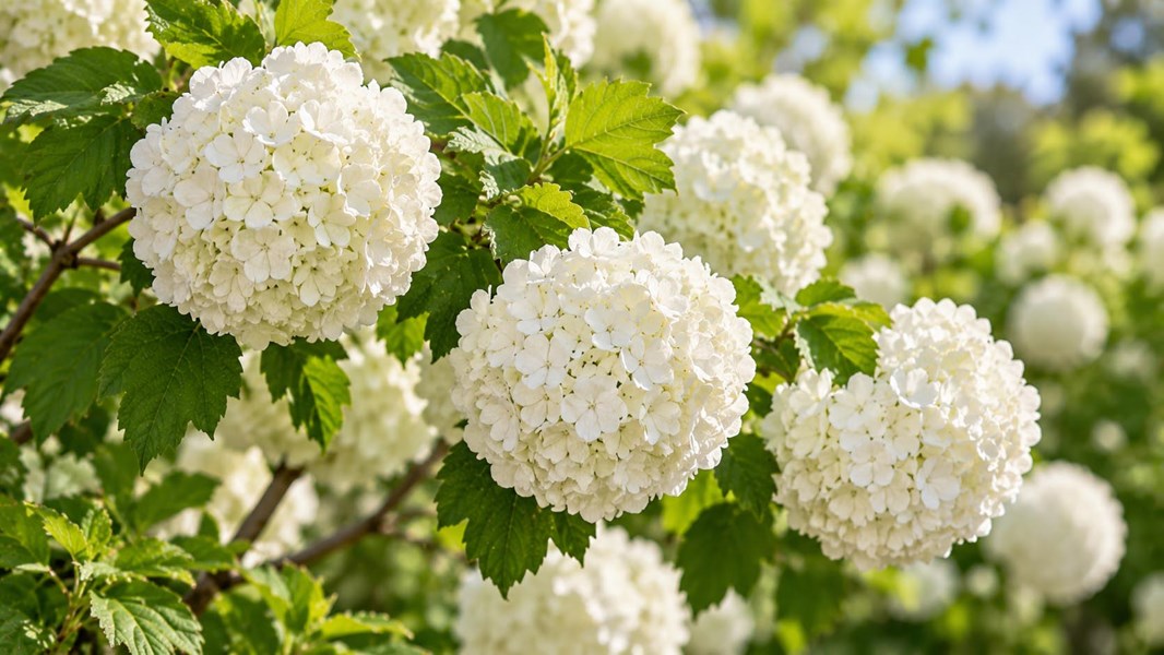 Kartopu Çiçeği (Viburnum, snowball bush)