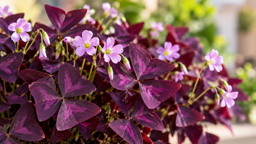 Kelebek Çiçeği (Oxalis, uyku çiçeği)