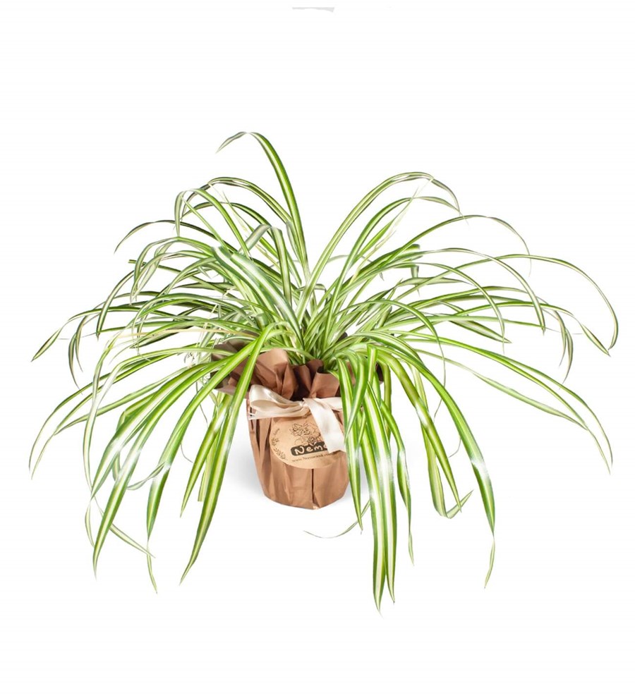 Kurdele Çiçeği - Chlorophytum Atlantic