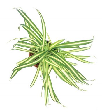 Kurdele Çiçeği - Chlorophytum Atlantic