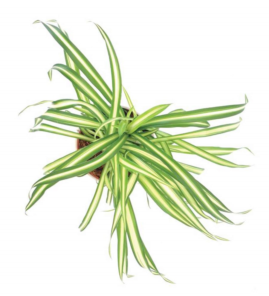 Kurdele Çiçeği - Chlorophytum Atlantic