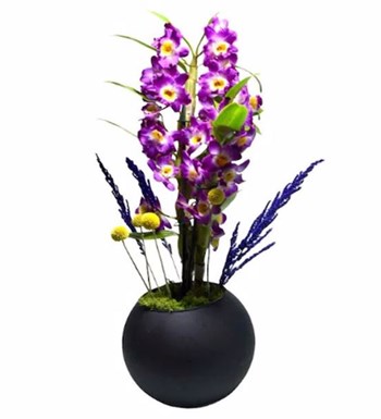 Mor Dendrobium Orkide